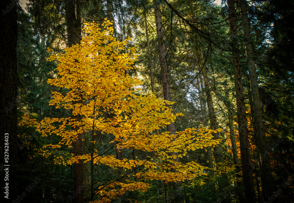 The colors and texture of autumn in beautiful sceneries, landscape, flowers and leaves
The colors and texture of autumn in beautiful sceneries, landscape, flowers and leaves