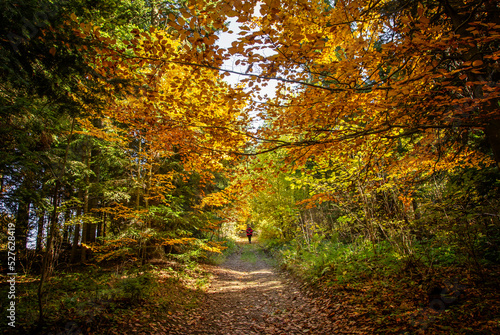 The colors and texture of autumn in beautiful sceneries, landscape, flowers and leaves  © Sacher