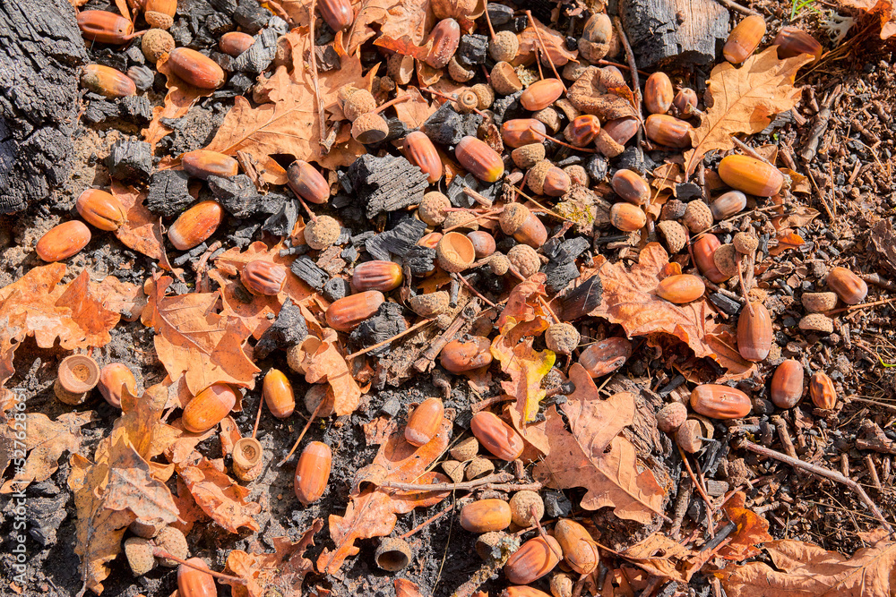 Acorns on the background of oak leaves lying on the ground Acorns on the background of oak leaves lying on the ground