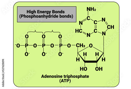 High Energy Bonds (Phosphoanhydride bonds)