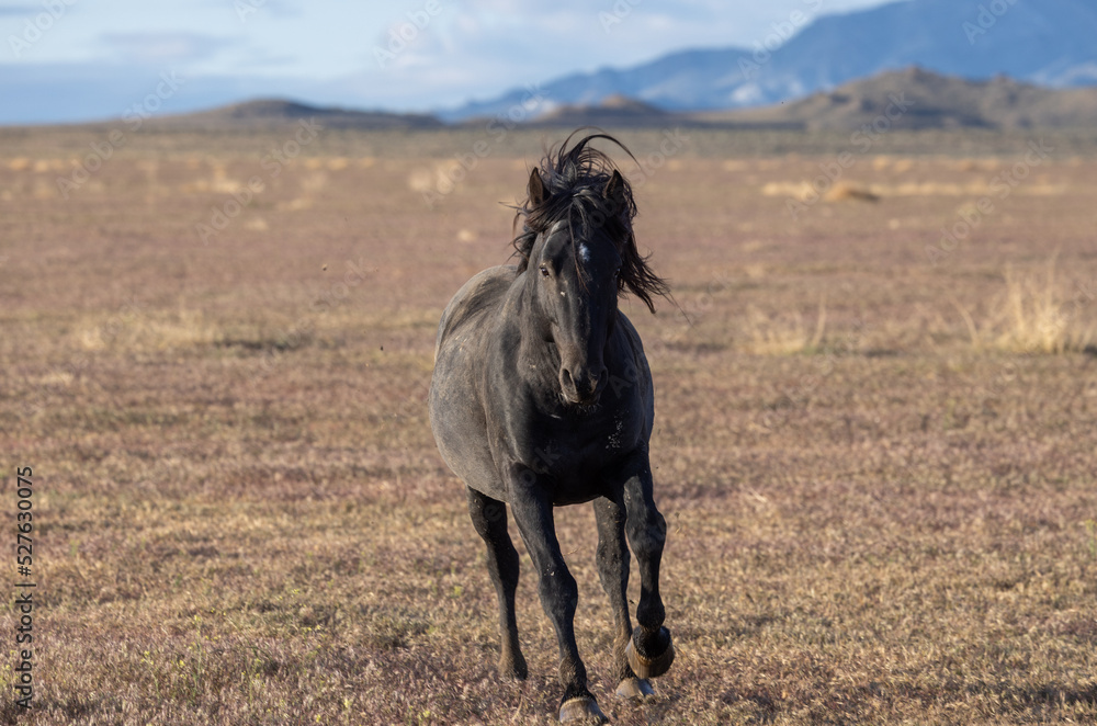 Majestic Wild Horse in Spring in the Utah Desert Majestic Wild Horse in Spring in the Utah Desert