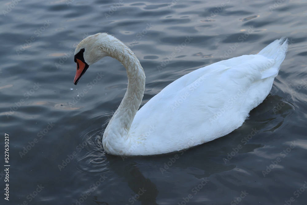 white swan swimming in the lake, river white swan swimming in the lake, river