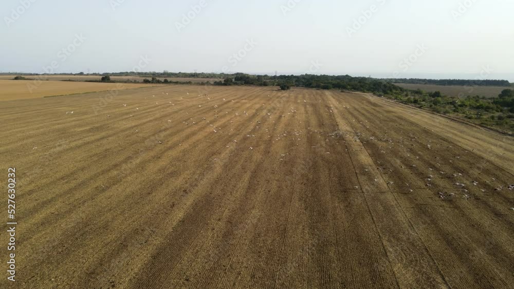 Aerial view of flock of storks flying over a field Aerial view of flock of storks flying over a field