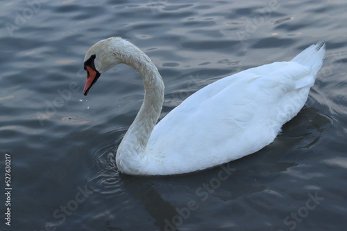 white swan swimming  in the lake  river