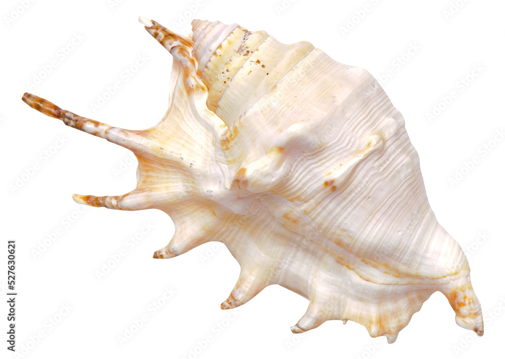 Muschel und Muschelschale Muschel und Muschelschale