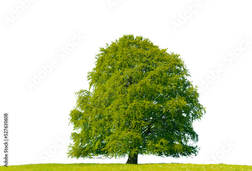 Einzelbaum mit perfekter Baumkrone steht auf Wiese
