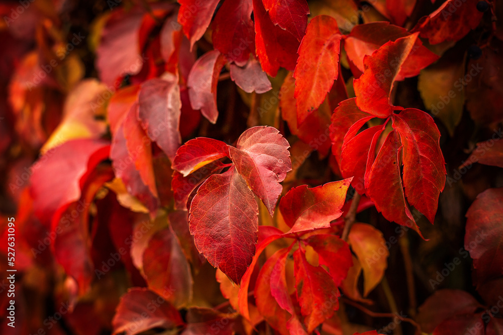 Obraz premium The colors and textures of autumn season in beautiful sceneries, landscape, flowers and leaves