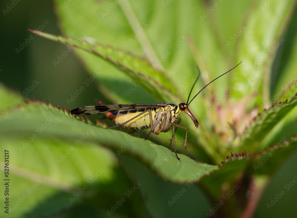 Scorpion fly (Panorpa communis) on a leaf Scorpion fly (Panorpa communis) on a leaf