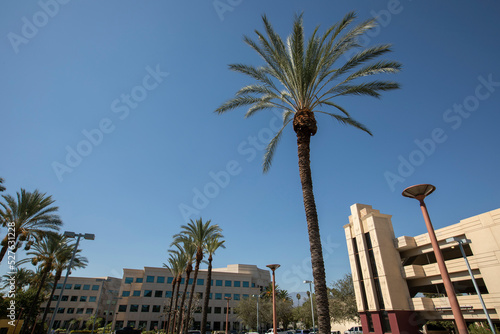 Afternoon palm framed view of the downtown skyline of West Covina, California, USA.