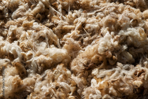 Sheep wool is dried after being washed in the sun after being used