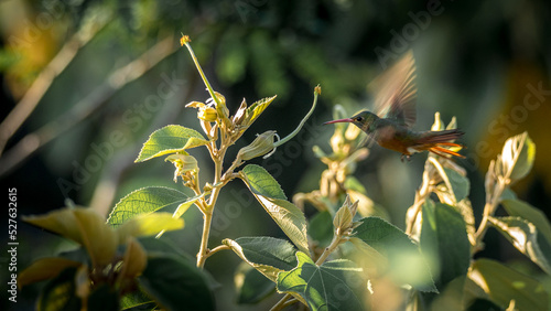 Green and brown humming bird flying in front of a flower in the tropical forest of Tulum during golden hour in Tulum © Cualera