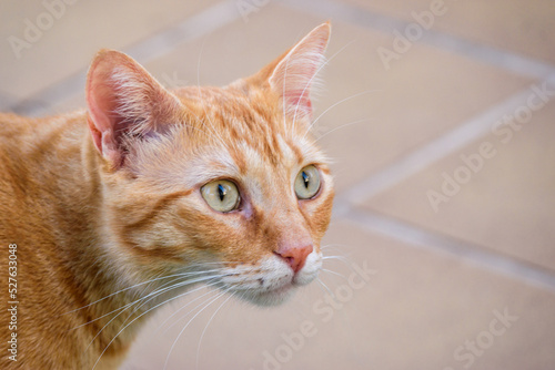 Fototapeta Naklejka Na Ścianę i Meble -  Blond cat looking at nowhere very focused