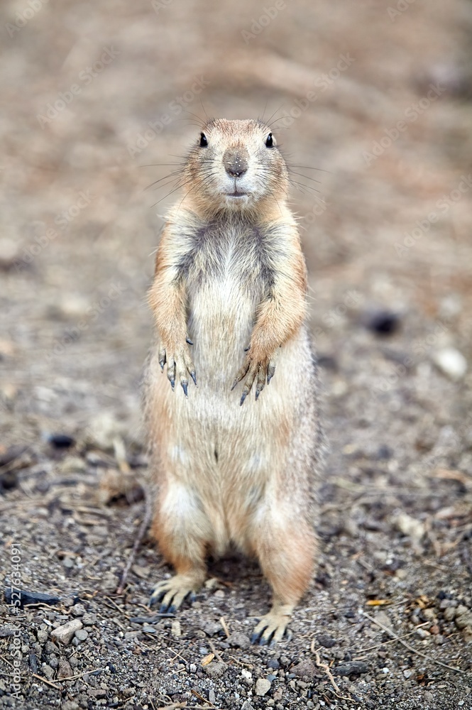 Prairie dog (Cynomys) in the woods standing on its little hind legs and looking at the camera Prairie dog (Cynomys) in the woods standing on its little hind legs and looking at the camera