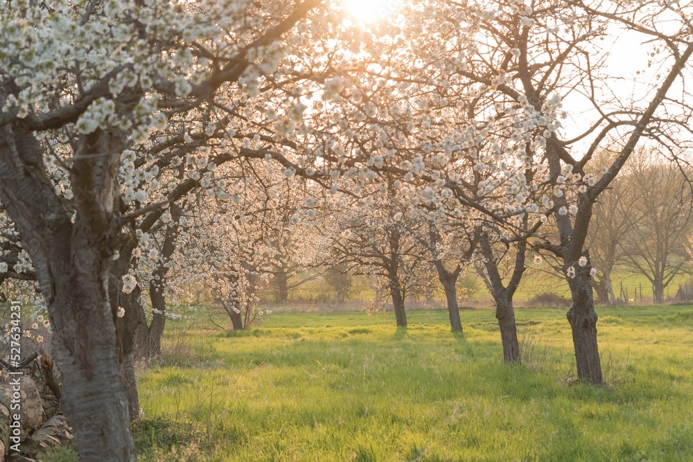 Kirschblüten bei tiefstehender Sonne im Frühling in Deutschland auf dem Feld