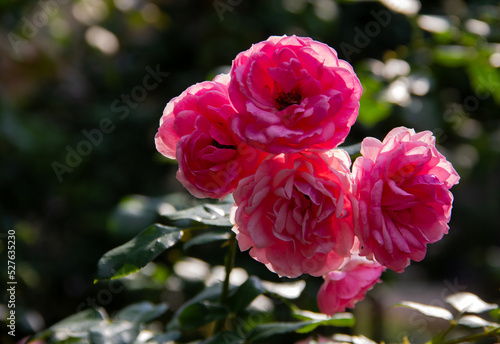 Rose Pink flowers in the garden backgrounds