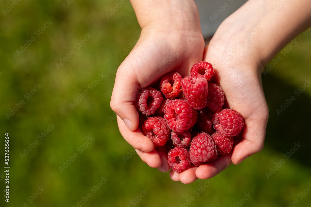 Children's hands hold a handful of raspberry on a green blurred background Children's hands hold a handful of raspberry on a green blurred background