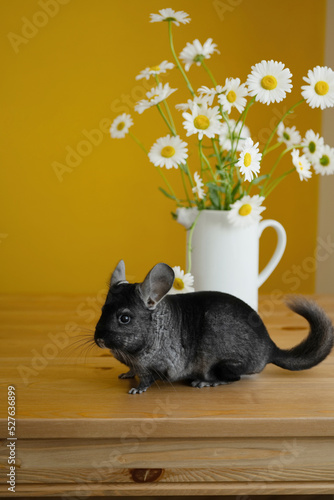 Cute chinchilla with fresh daisies in vase on table photo