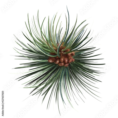 pine branch with cone, conifer fir christmas illustration