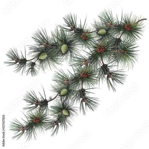 pine tree branch with cones, christmas tree illustration