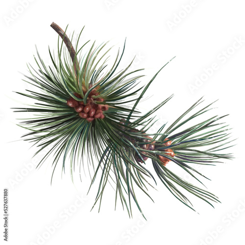 coniferous pine tree with cones, botanical illustration
