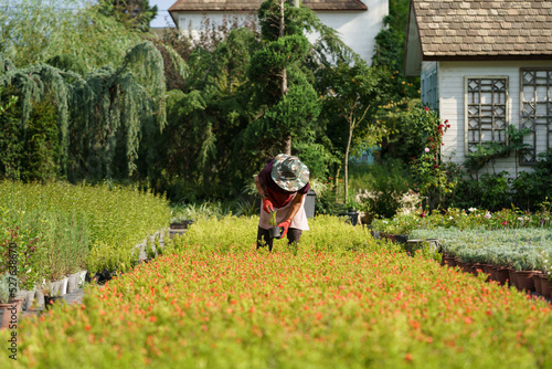 Elderly gardener woman in sun-protective hat and gloves puts pomegranate trees in long rows in personal garden in countryside. Farmer cultivates ornamental flower plants on territory of cottage house 