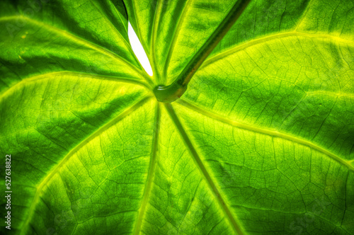 Beautiful close up and details of green leaves
