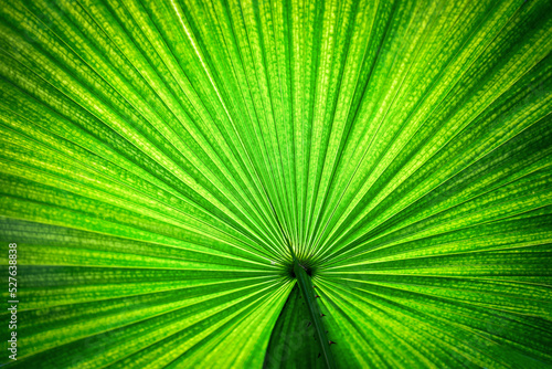 Beautiful close up and details of green leaves 