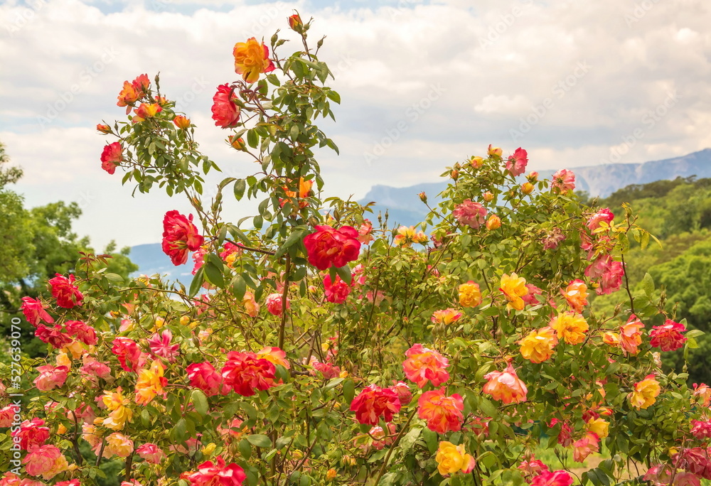 Blooming rose bush with red, orange and yellow flowers Blooming rose bush with red, orange and yellow flowers