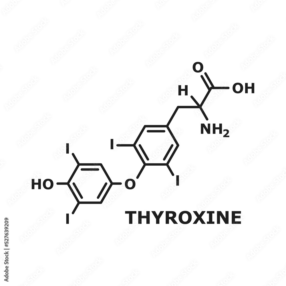 Thyroxine T4, levothyroxine thyroid hormone isolated chemical molecule structure, thin line skeletal formula. Vector prohormone of thyronine T3, human body hormone used as drug to treat hypothyroidism Thyroxine T4, levothyroxine thyroid hormone isolated chemical molecule structure, thin line skeletal formula. Vector prohormone of thyronine T3, human body hormone used as drug to treat hypothyroidism
