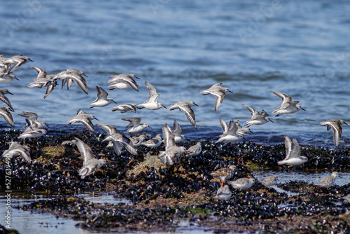 Flock of sanderlings in flight