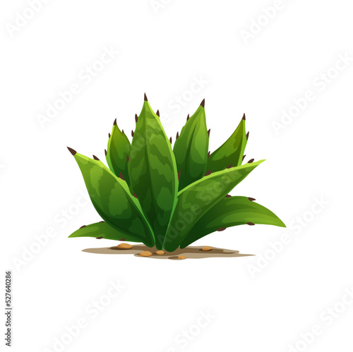 Agave americana sentry plant growing in sand with rocky stones isolated cartoon icon. Vector maguey or American aloe succulent flower tequila drink ingredient. Botanical cacti with spikes exotic agave