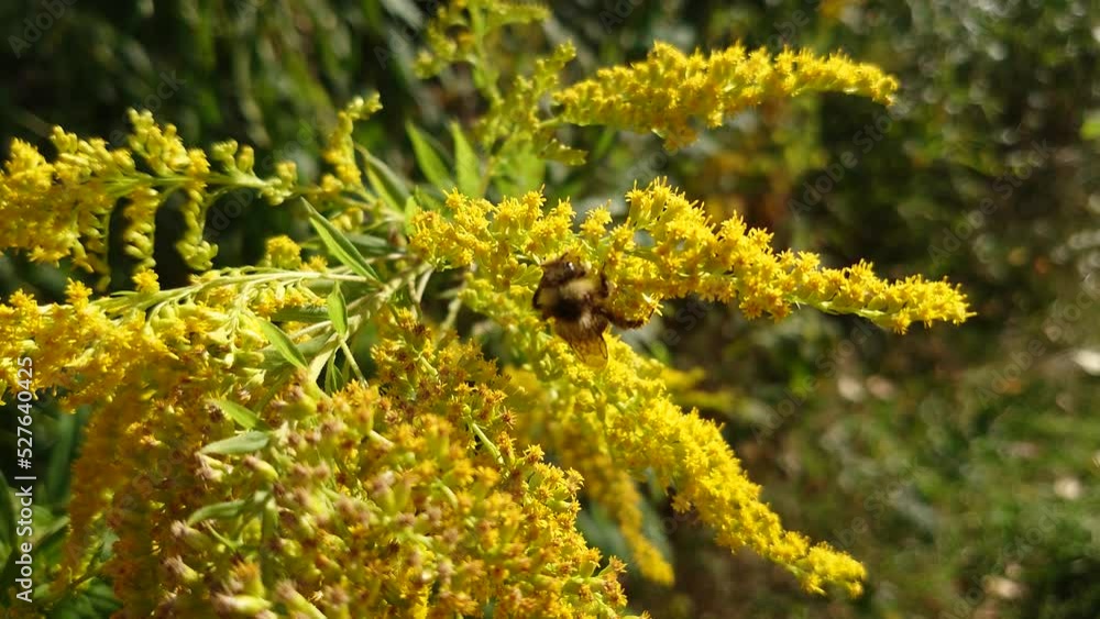 Honeybee pollinating a Solidago or goldenrods flowering plants in the family Asteraceae. Bee on a flower. Honeybee pollinating a Solidago or goldenrods flowering plants in the family Asteraceae. Bee on a flower.
