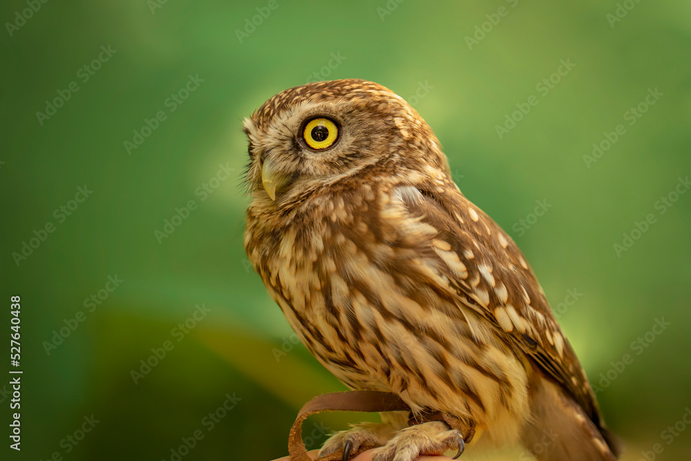 Birds photos with beautiful close up detailes sitting on the branches, swimming or flying in their natural habitat, wildlife photography.
Birds photos with beautiful close up detailes sitting on the branches, swimming or flying in their natural habitat, wildlife photography.