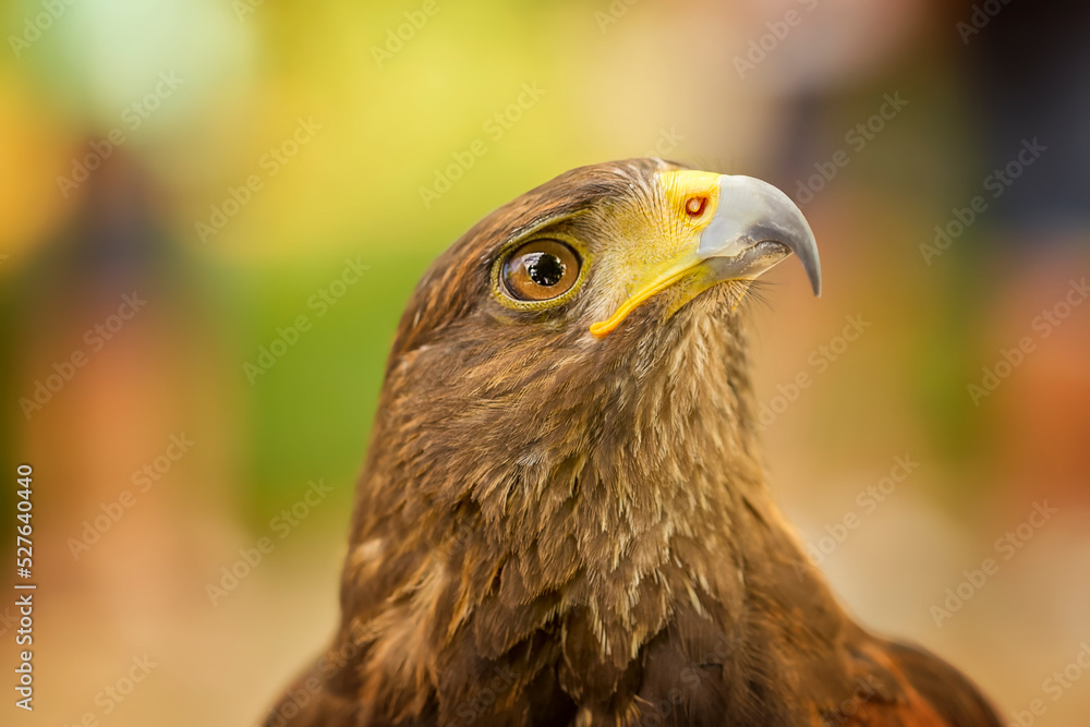 Birds photos with beautiful close up detailes sitting on the branches, swimming or flying in their natural habitat, wildlife photography.
Birds photos with beautiful close up detailes sitting on the branches, swimming or flying in their natural habitat, wildlife photography.