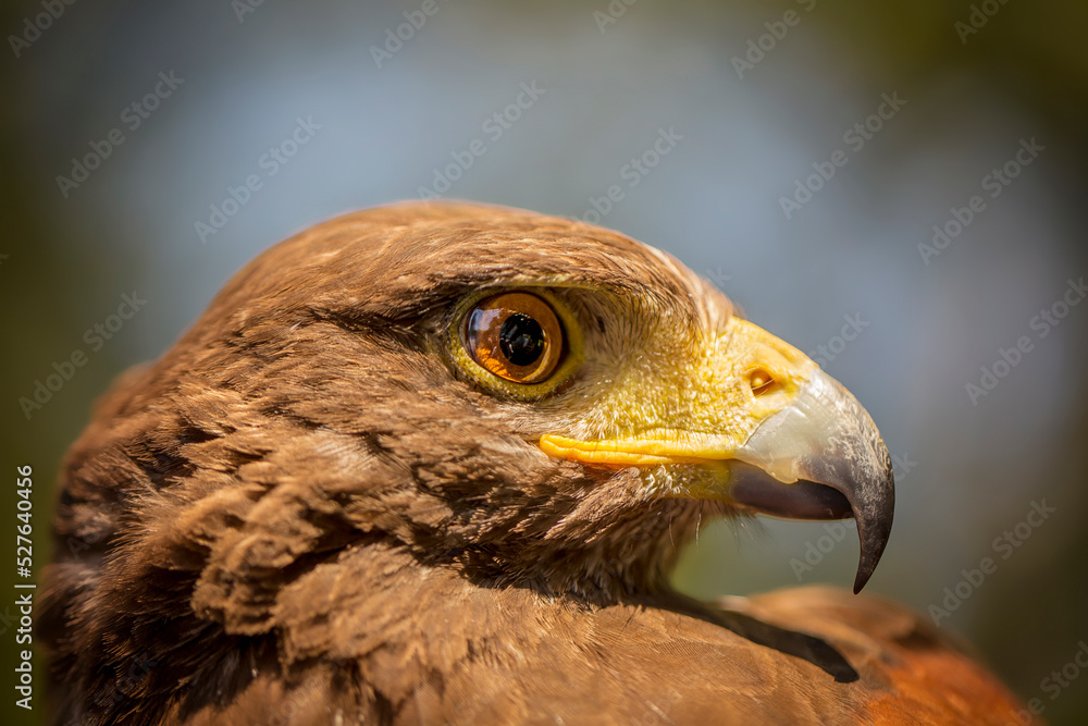 Fototapeta premium Birds photos with beautiful close up detailes sitting on the branches, swimming or flying in their natural habitat, wildlife photography. 