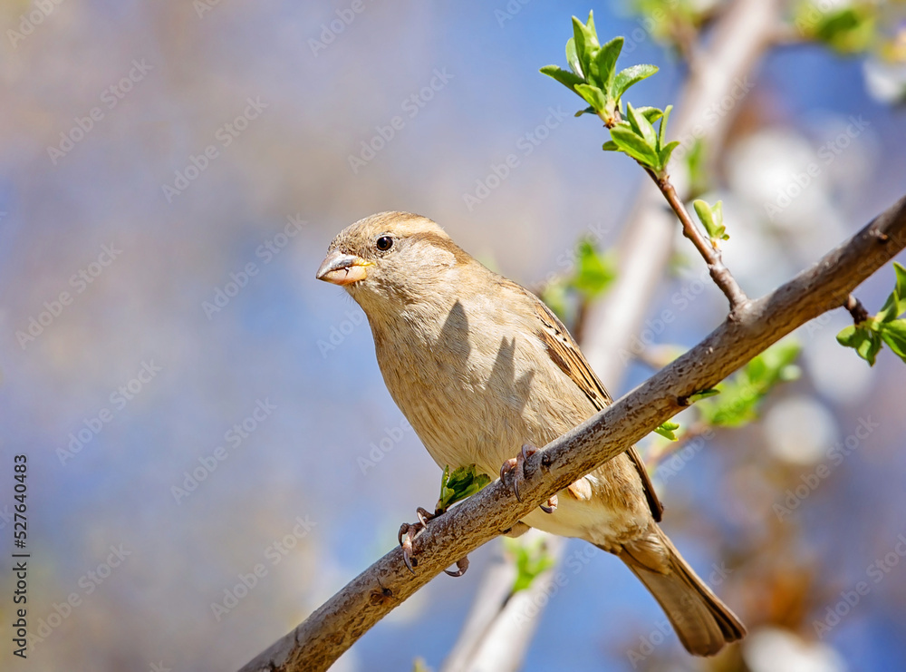 Birds photos with beautiful close up detailes sitting on the branches, swimming or flying in their natural habitat, wildlife photography.
Birds photos with beautiful close up detailes sitting on the branches, swimming or flying in their natural habitat, wildlife photography.