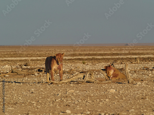 female lionesses in the plains of Etosha National