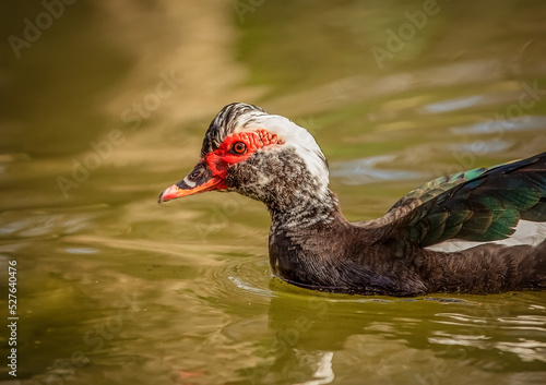 Birds photos with beautiful close up detailes sitting on the branches  swimming or flying in their natural habitat  wildlife photography. 