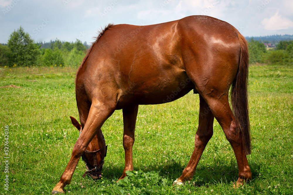 Red mare horse with long brown tail Red mare horse with long brown tail