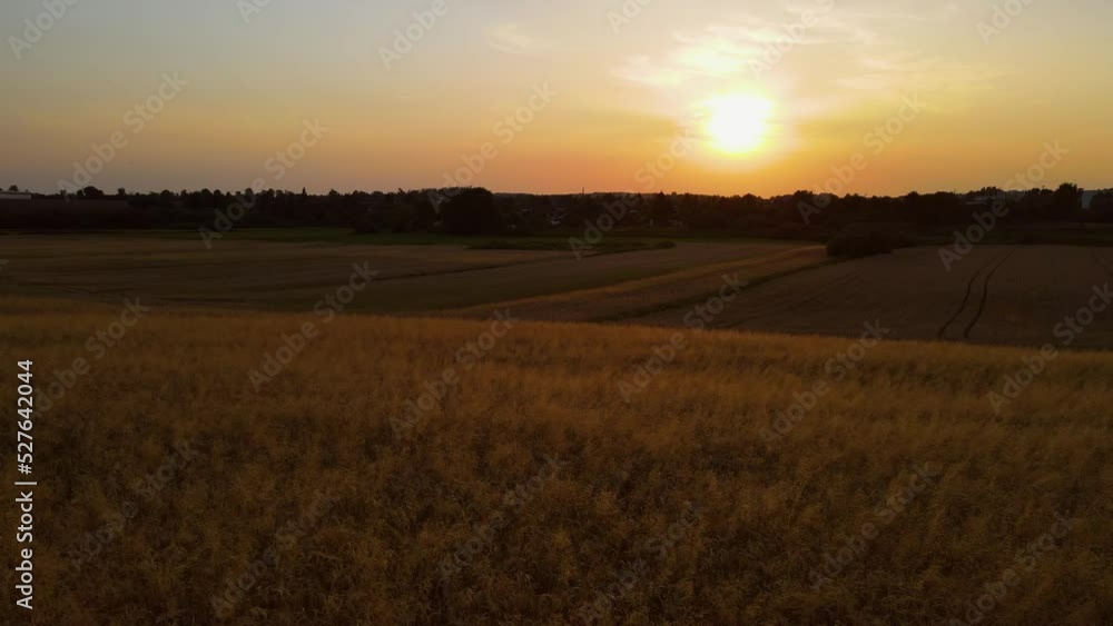 Field of ripening wheat against blue sky. Barley spikelets with grain are slowly shaken by wind aerial view. Concept of work in agronomic farm and production organic food Field of ripening wheat against blue sky. Barley spikelets with grain are slowly shaken by wind aerial view. Concept of work in agronomic farm and production organic food