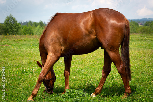 Red mare horse with long brown tail
