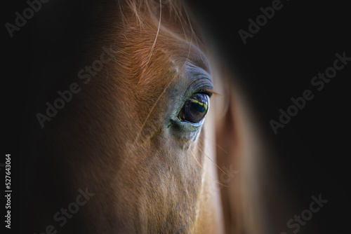 Detail of a head of a beautiful horse on a black background