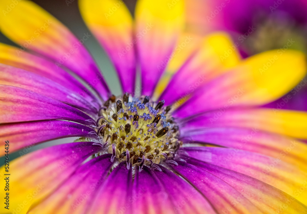 Flowers in all their diversity of forms, blooming, colors, textures and lights, close up detailes of petals.
Flowers in all their diversity of forms, blooming, colors, textures and lights, close up detailes of petals.