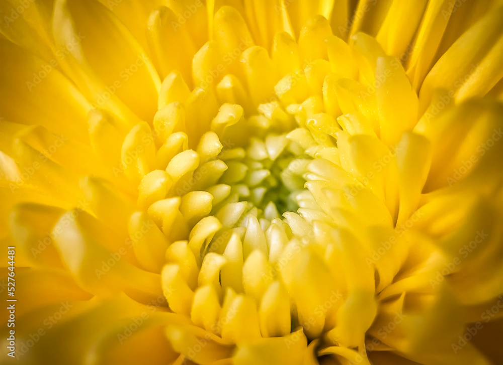 Flowers in all their diversity of forms, blooming, colors, textures and lights, close up detailes of petals.
Flowers in all their diversity of forms, blooming, colors, textures and lights, close up detailes of petals.