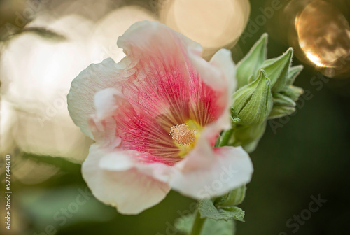 Flowers in all their diversity of forms  blooming  colors  textures and lights  close up detailes of petals. 