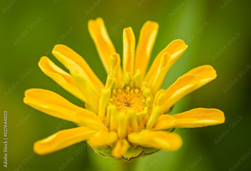 Flowers in all their diversity of forms, blooming, colors, textures and lights, close up detailes of petals.
Flowers in all their diversity of forms, blooming, colors, textures and lights, close up detailes of petals.