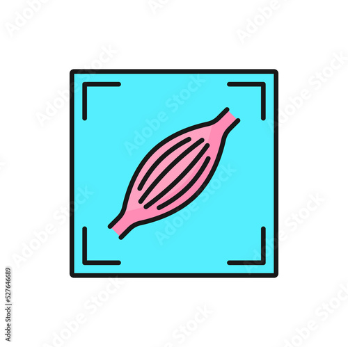 MRI diagnostics, radiology scan and CT tomography, vector color icon. Musculoskeletal MRT or MRI magnetic resonance imaging of muscles and body soft tissues for medical health diagnostics