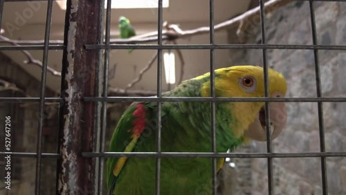amazon parrot with yellow neck closeup. Tropical bird video