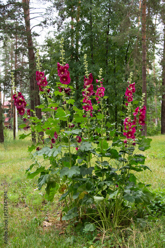 Fototapeta Naklejka Na Ścianę i Meble -  A bush of blooming dark burgundy mallow near a pine forest on a summer day.