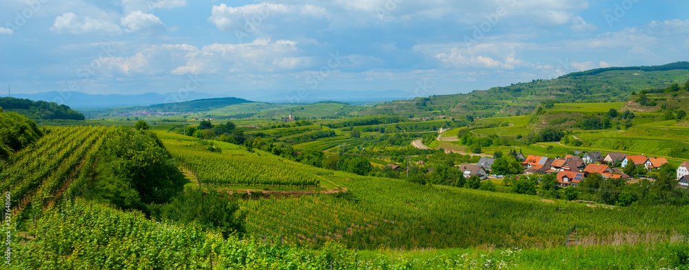 Weinberge Reben